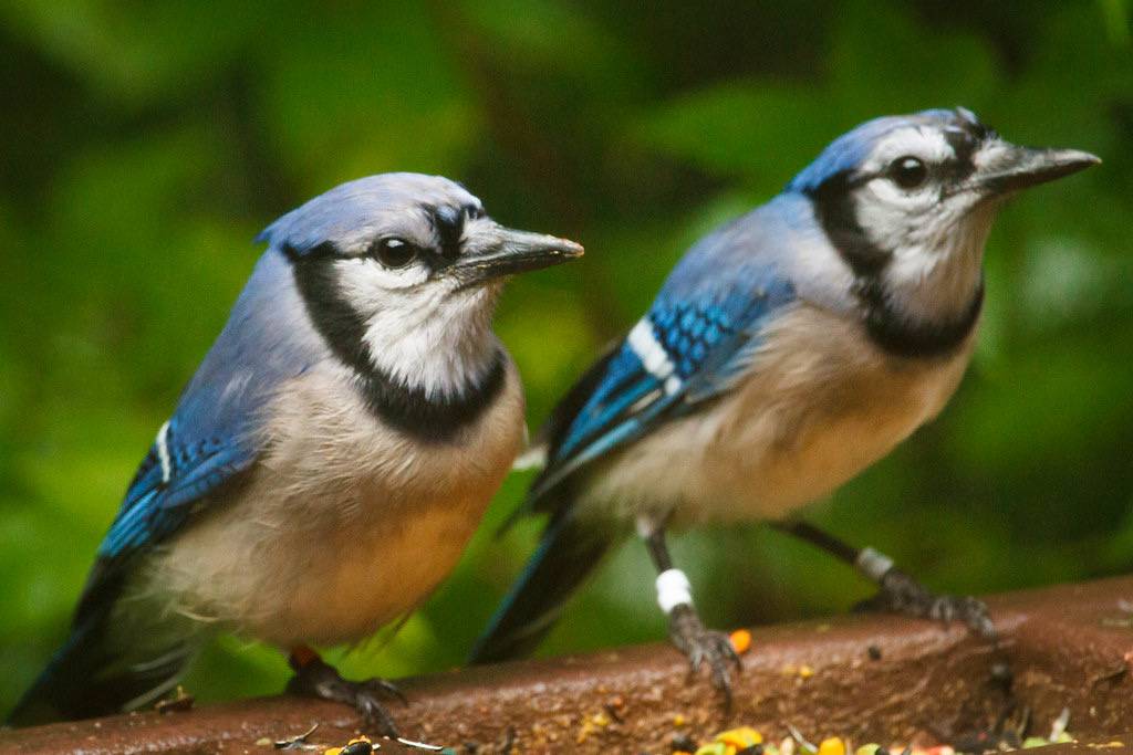Pair of Blue Jays by nate hughes is licensed under CC BY-NC-SA 2.0